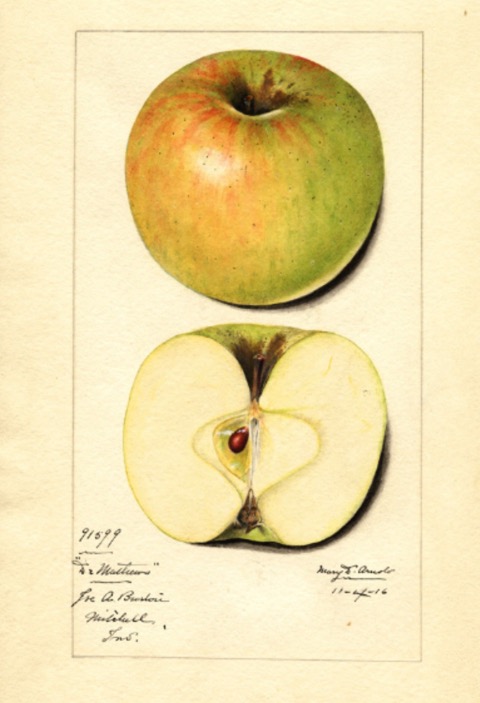 Historische Abbildung eines grünlich-rötlichen und eines aufgeschnittenen Apfels; USDA