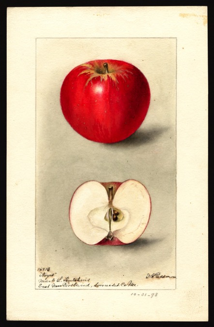 Aquarell eines roten Apfels, dazu Ansicht des aufgeschnittenen Apfels; ©USDA