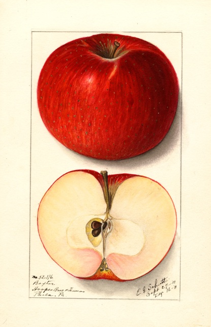 Alte Illustration eines roten Apfels als ganze Frucht und im Querschnitt; @USDA