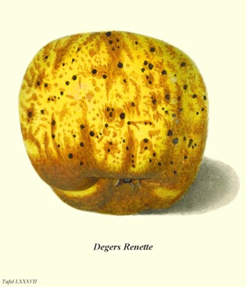 Historische Abbildung eines gelblichen Apfels; BUND Lemgo
