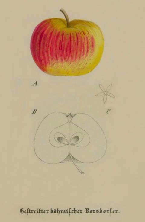 Historische Abbildung eines gelblich-rötlichen und eines aufgeschnittenen Apfels; BUND Lemgo