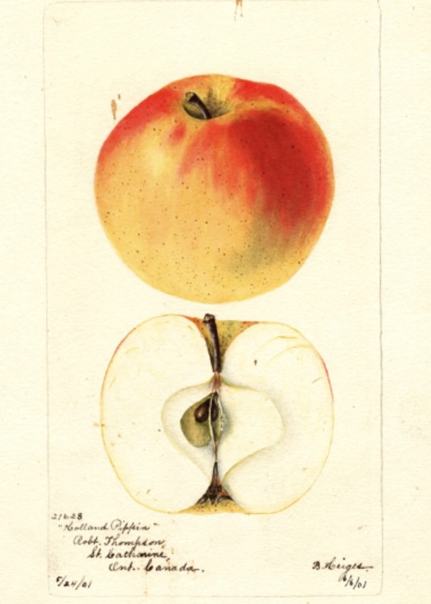 Historische Abbildung eines gelblich-rötlichen und eines aufgeschnittenen Apfels; USDA