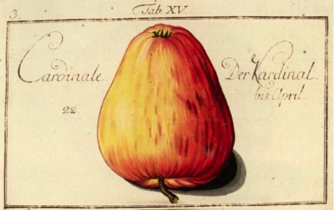 Historische Abbildung eines gelblich-rötlichen Apfels; BUND Lemgo