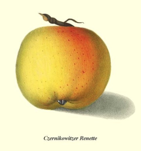 Historische Abbildung eines gelblich-rötlichen und eines aufgeschnittenen Apfels; BUND Lemgo Obstsortendatenbank