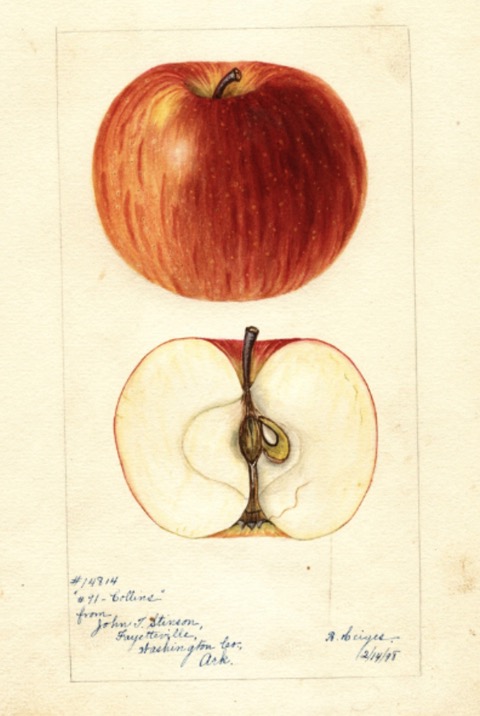 Historische Abbildung eines rötlichen und eines aufgeschnittenen Apfels; USDA