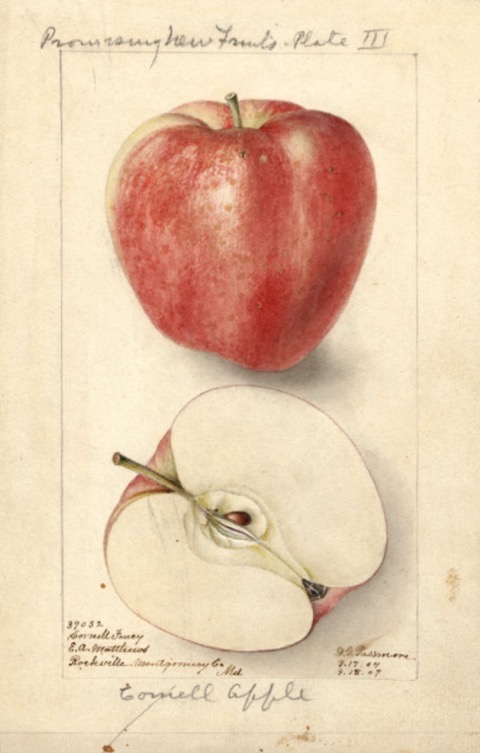Historische Abbildung eines rötlichen und eines aufgeschnittenen Apfels; USDA
