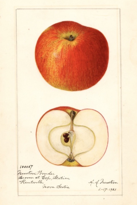 Historische Abbildung eines gelblich-rötlichen und eines aufgeschnittenen Apfels; USDA