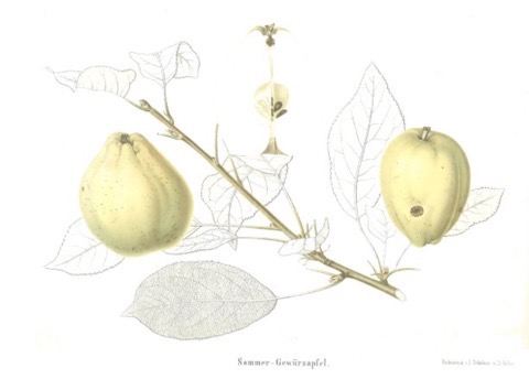 Historische Abbildung zweier hellgelblicher Äpfel, ein Zweig und Blätter; BUND Lemgo Obstsortendatenbank