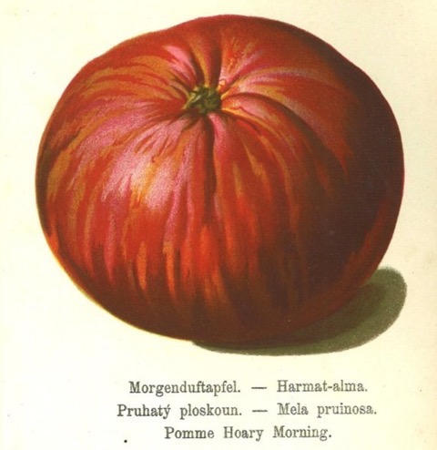 Historische Abbildung eines roten Apfels; BUND Lemgo Obstsortendatenbank