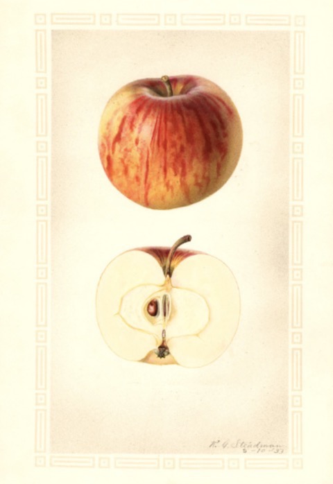 Historische Abbildung eines gelblich-roten und eines aufgeschnittenen Apfels; USDA
