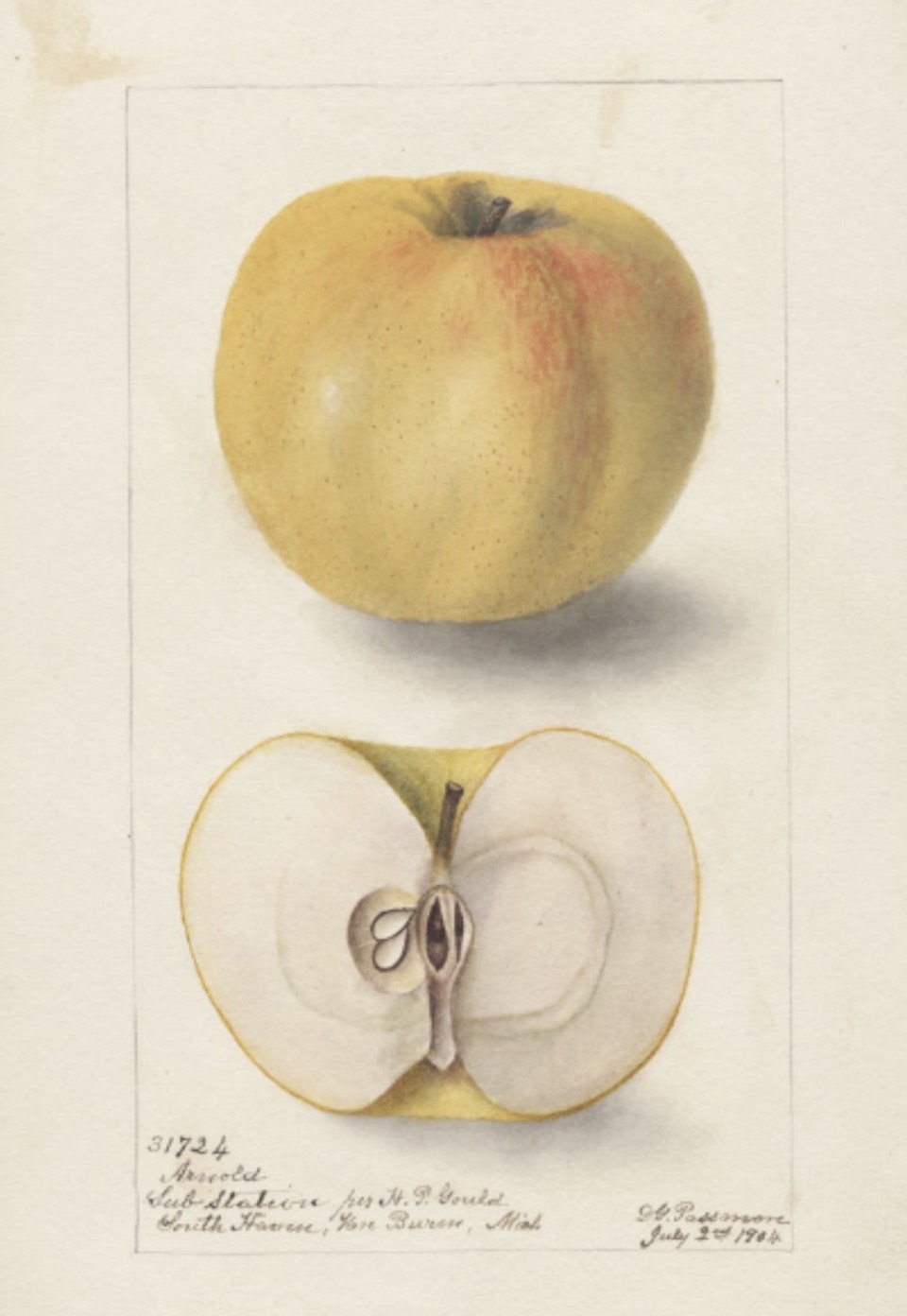 Historische Abbildung eines gelb-rötlichen und eines aufgeschnittenen Apfels; USDA