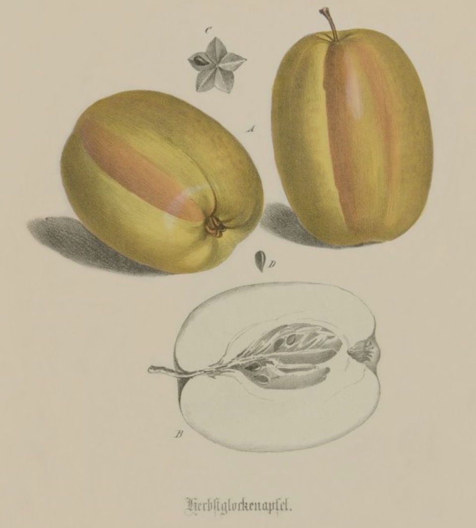 Historische Abbildung zweier gelblich-rötlicher und eines aufgeschnittenen Apfels; BUND Lemgo Obstsortendatenbank