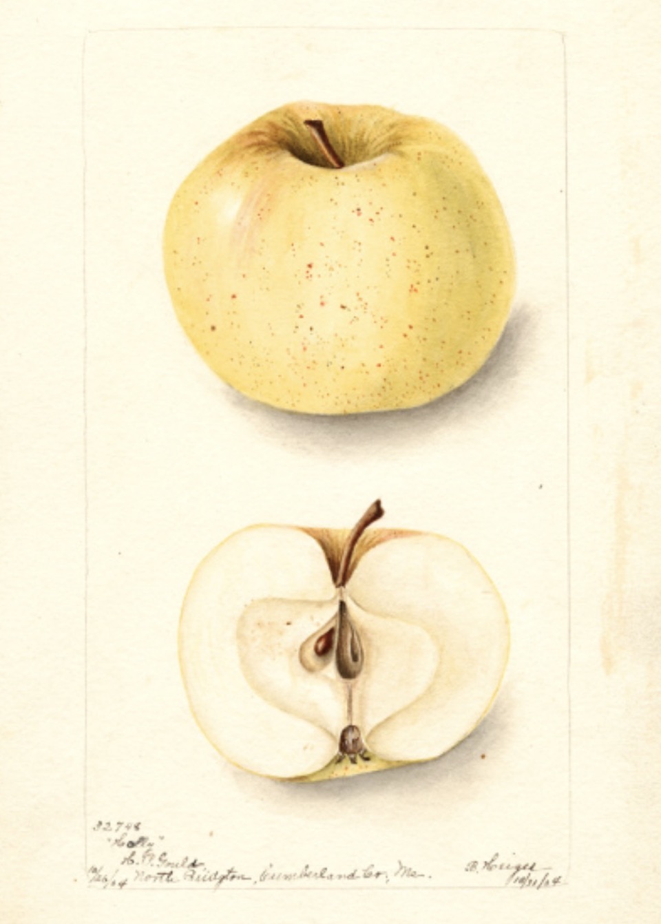 Historische Abbildung eines gelblichen und eines aufgeschnittenen Apfels; USDA