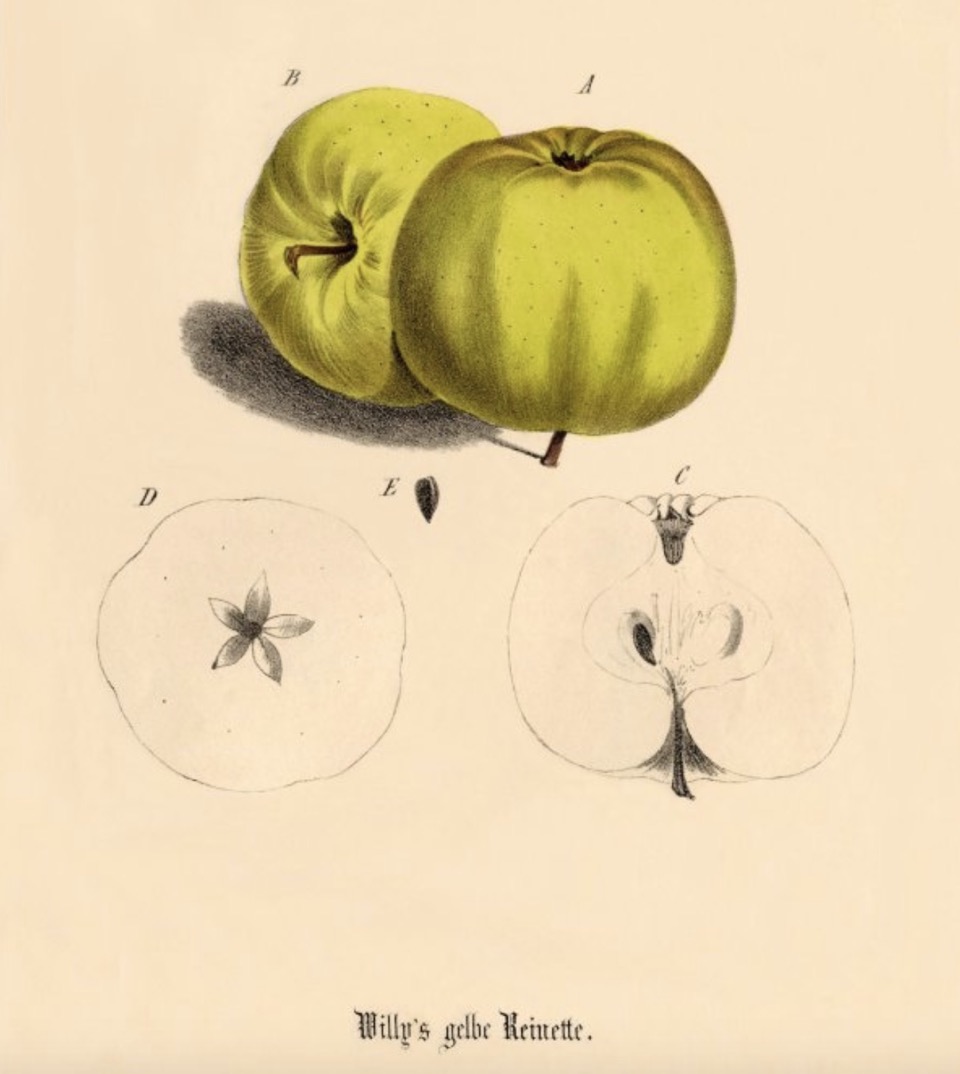 Historische Abbildung zweier gelblich-grüner Äpfel und eines aufgeschnittenen Apfels; BUND Lemgo Obstsortendatenbank