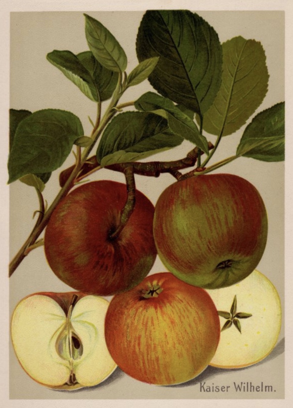 Historische Abbildung rot-grüner und aufgeschnittener Äpfel, dazu ein Ast und Blätter; BUND Lemgo Obstsortendatenbank