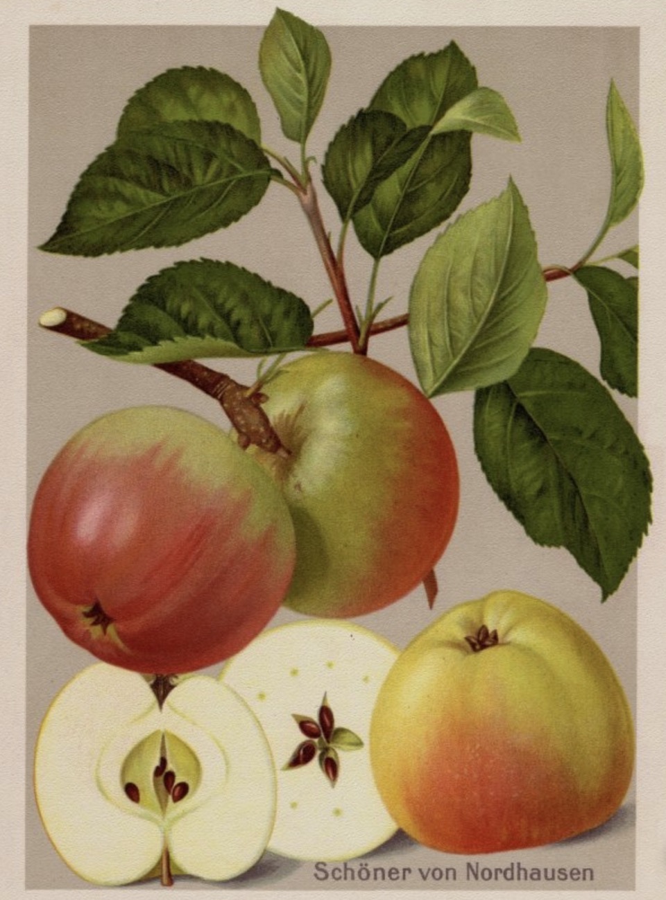 Historische Abbildung eines Zweigs mit grünlich-rötlichen Äpfeln und einen aufgeschnittenen Apfel; BUND Lemgo Obstsortendatenbank