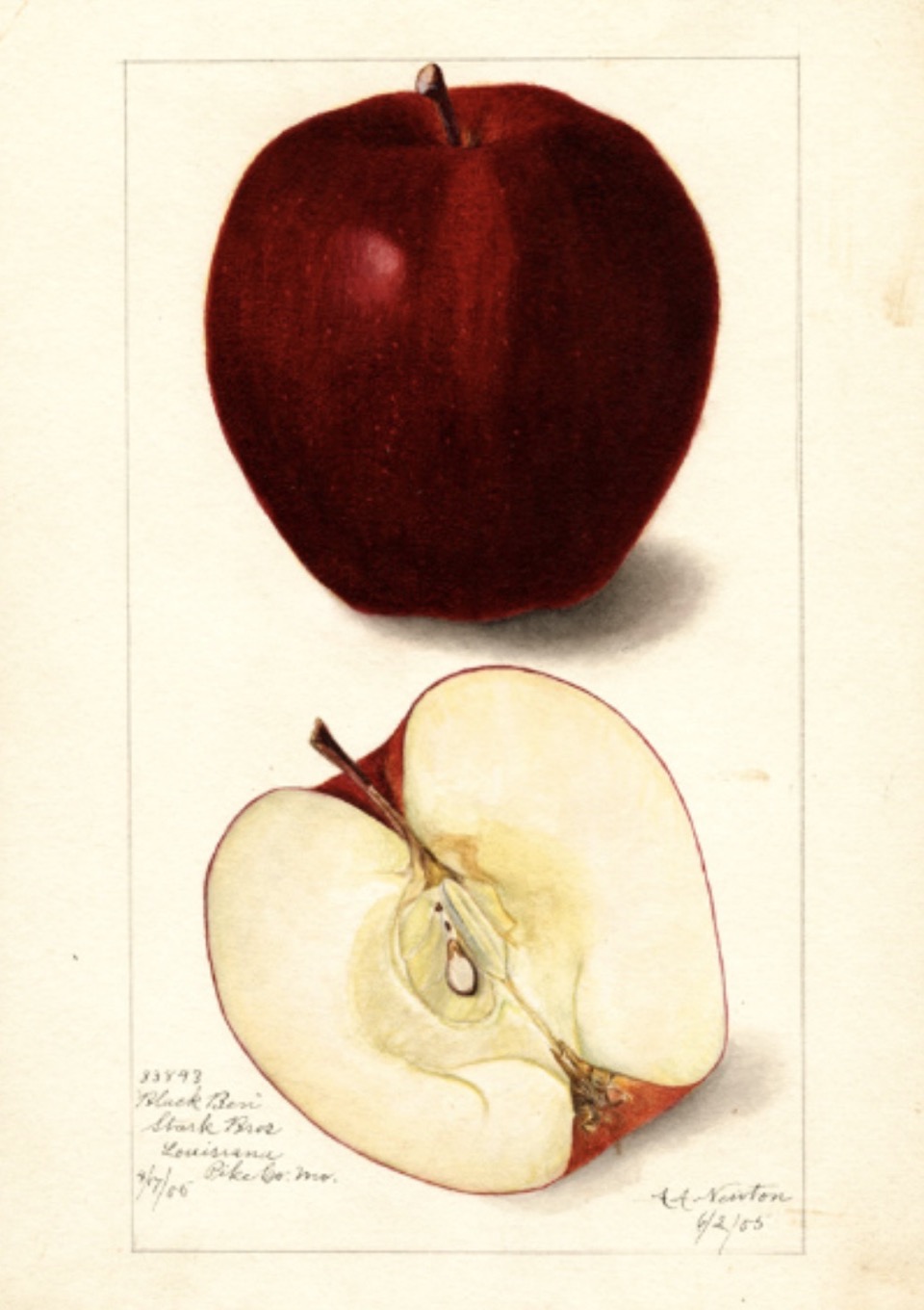 Historische Abbildung eines dunkelroten und eines aufgeschnittenen Apfels; USDA