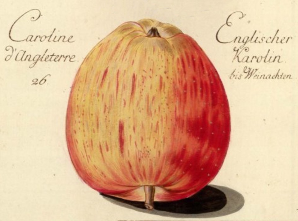 Historische Abbildung eines gelblich-rötlichen Apfels; Bund Lemgo