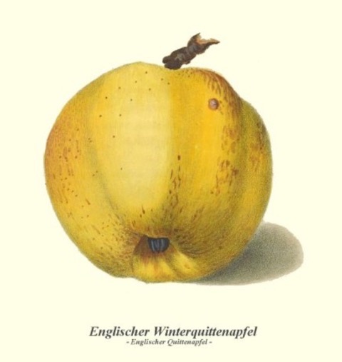Historische Abbildung eines gelben Apfels; Bund Lemgo