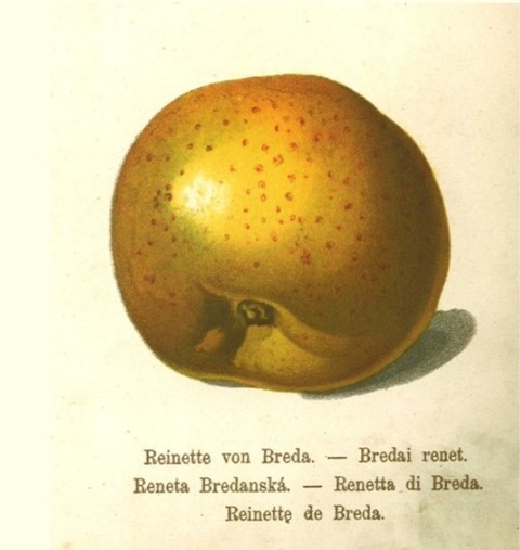 Historische Abbildung eines gelb-rötlichen Apfels; Bund Lemgo