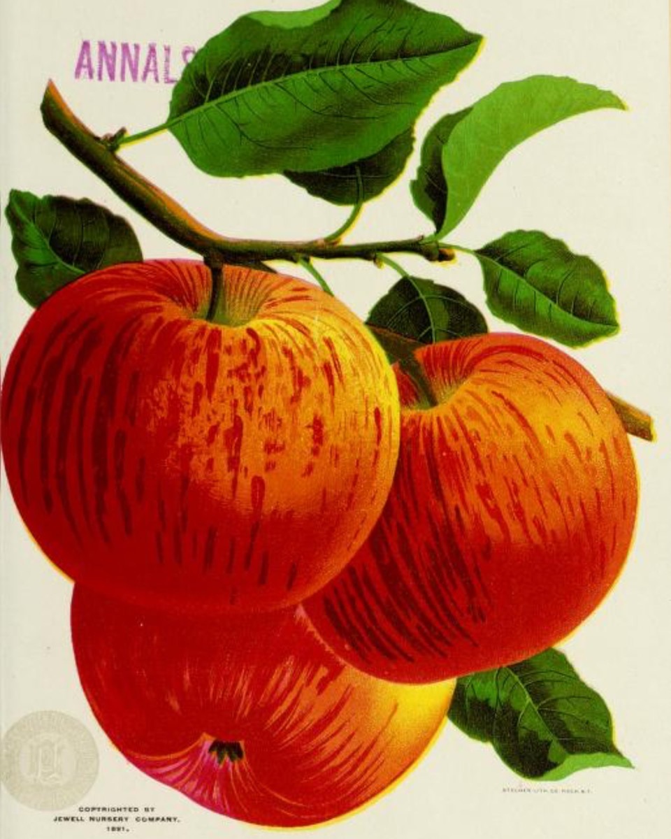 Historische Abbildung eines Zweiges mit Blättern und drei rot-gestreiften Äpfeln; Biodiversity Heritage Library