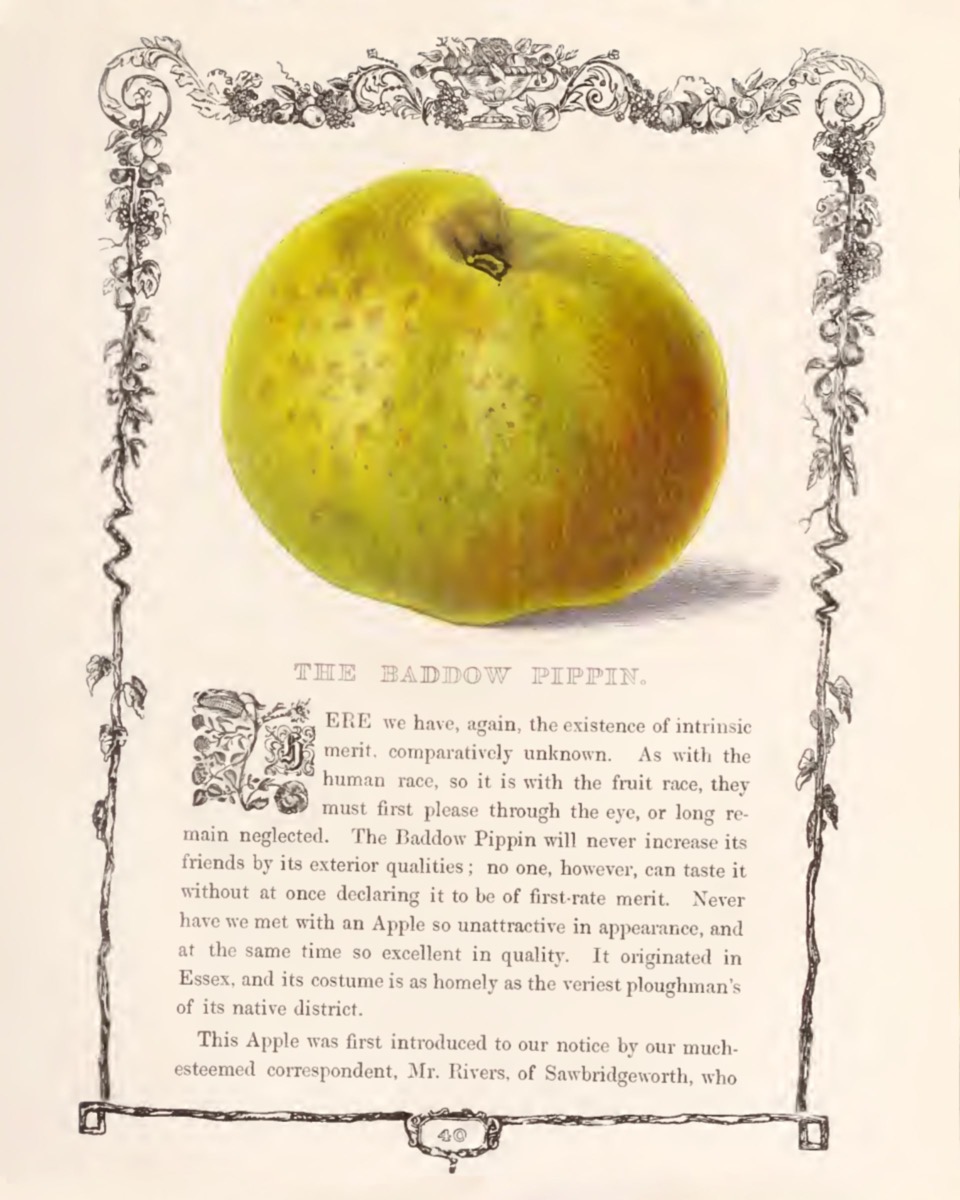 Historische Buchseite mit der Abbildung eines grün-rötlichen Apfels, einer Schmuckbordüre und eines Textes; Biodiversity Heritage Library