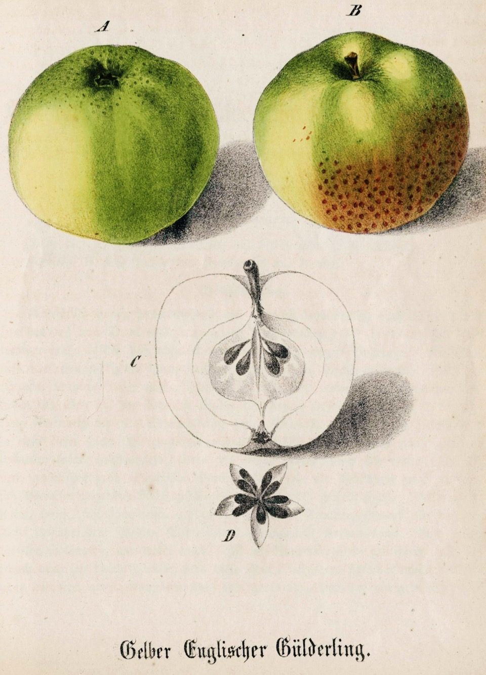 Historische Abbildung eines grünen und eines grün-rötlichen, eines aufgeschnittenen Apfels und des Kerhgehäuses mit Kernen; BUND Lemgo