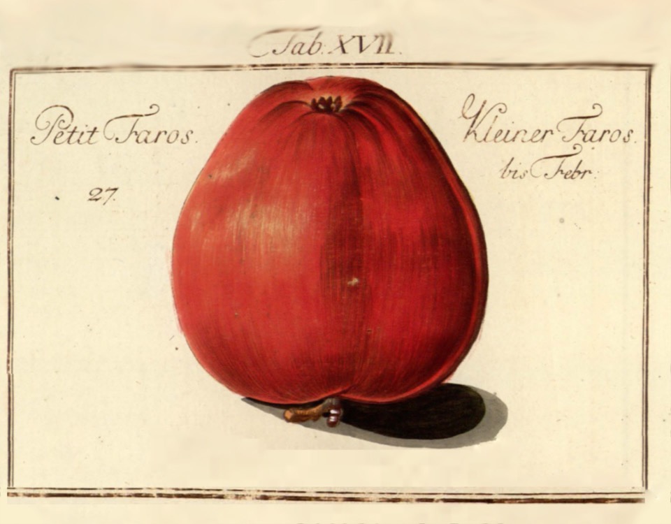 Historische Abbildung eines roten Apfels; BUND Lemgo