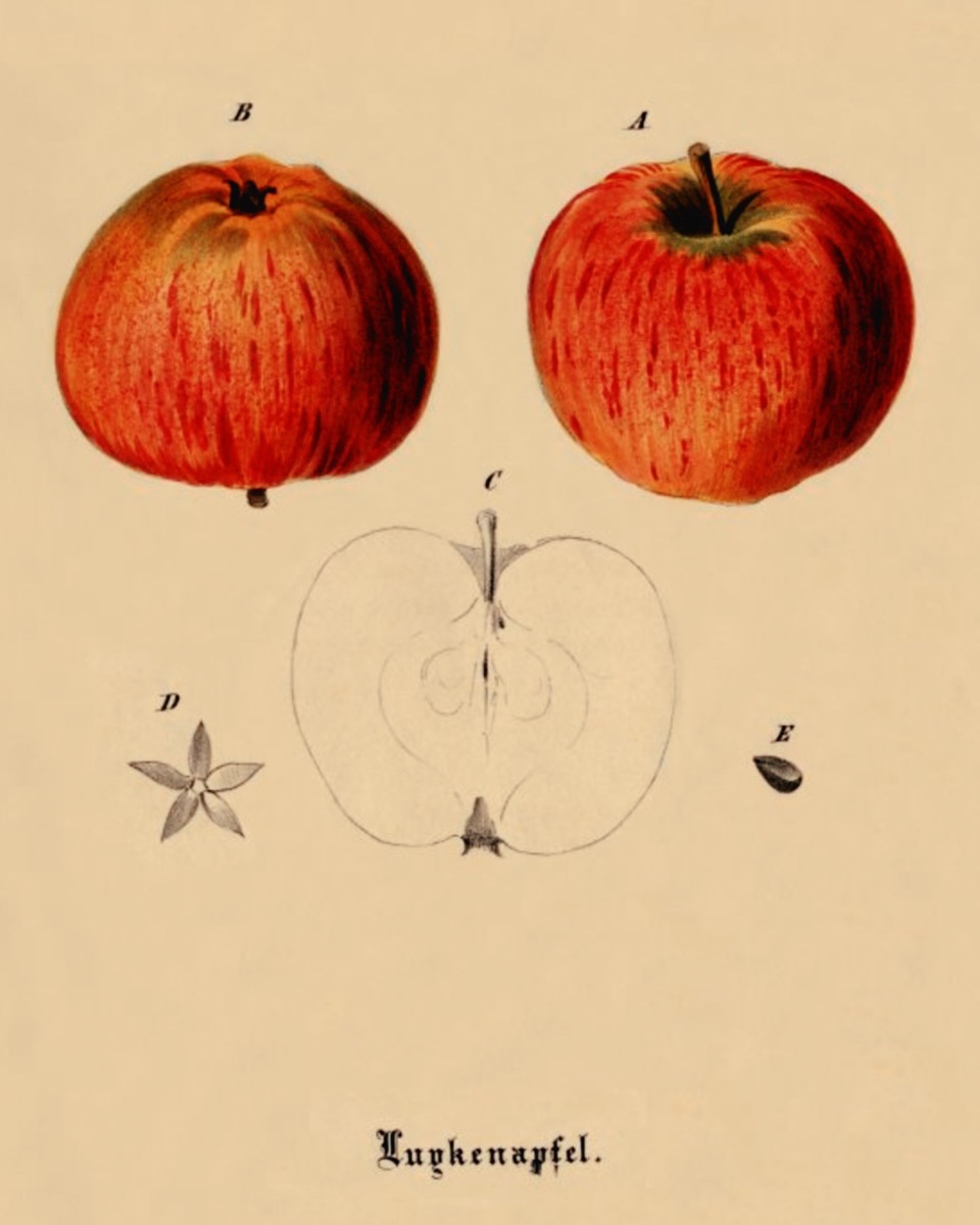 Historische Abbildung zweier roter, eines aufgeschnittenen Apfels und der Kerne; Bund Lemgo