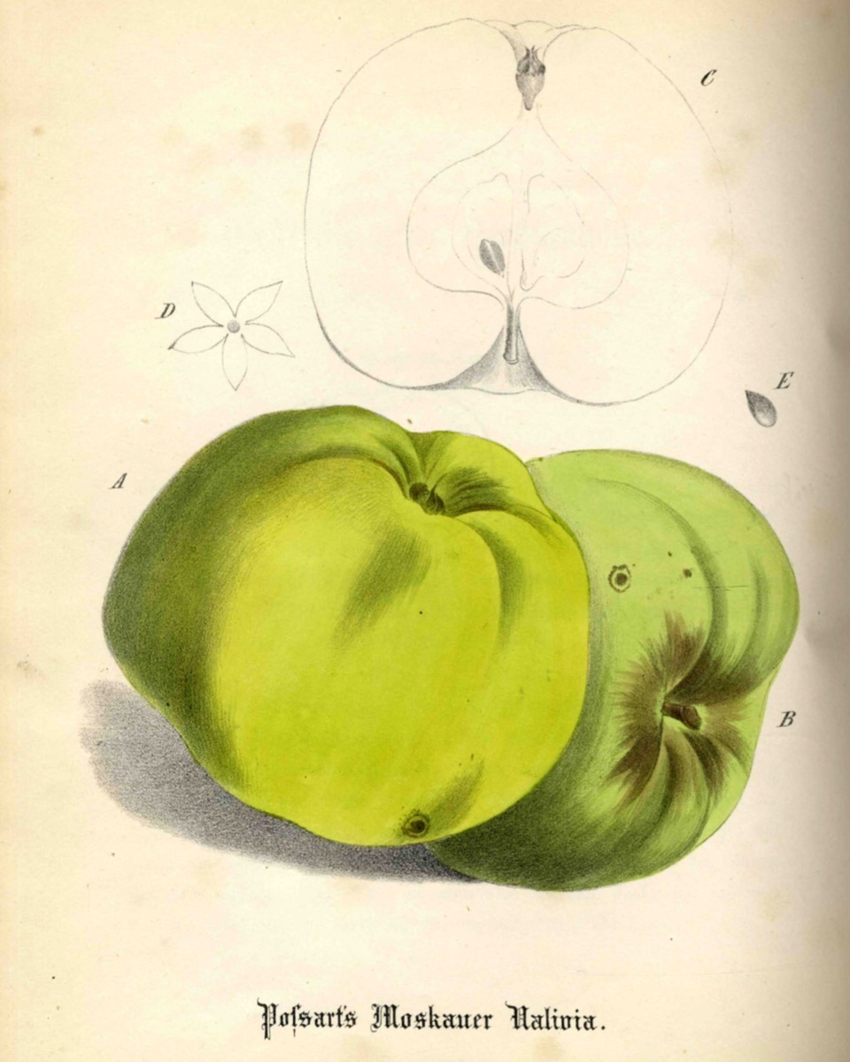 Historische Abbildung zweier grüner und eines aufgeschnittenen Apfels; BUND Lemgo
