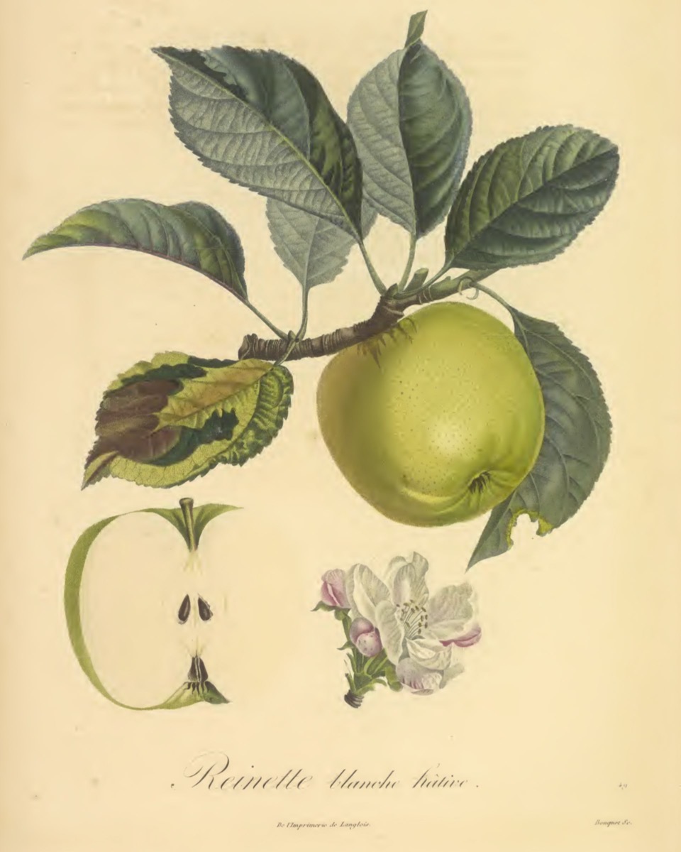 Historische Abbildung eines grünen Apfels an einem Zweig mit Blättern, eines aufgeschnittenen Apfels und einer Blüte; Biodiversity Heritage Library