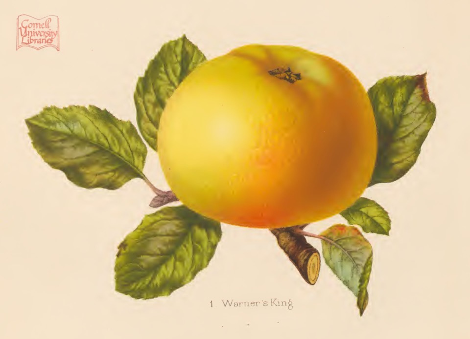 Historische Abbildung eines gelblich-rötlichen Apfels; Herefordshire Pomona