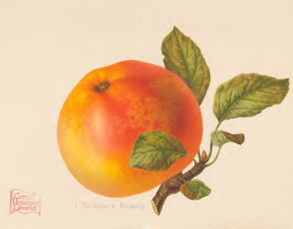 Historische Abbildung eines gelb-roten Apfels mit Zweig und Blättern; Herefordshire Pomona 00bull 0365