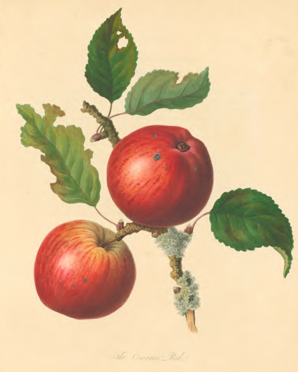 Historische Abbildung zweier roter Äpfel mit Ast und Blättern; Pomona Herefordiensis BHL