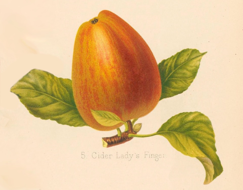 Historische Abbildung eines länglichen, gelblich-rötlichen Apfels mit Zweig und Blättern; Herforedshire Pomona, Biodiversity Heritage Library