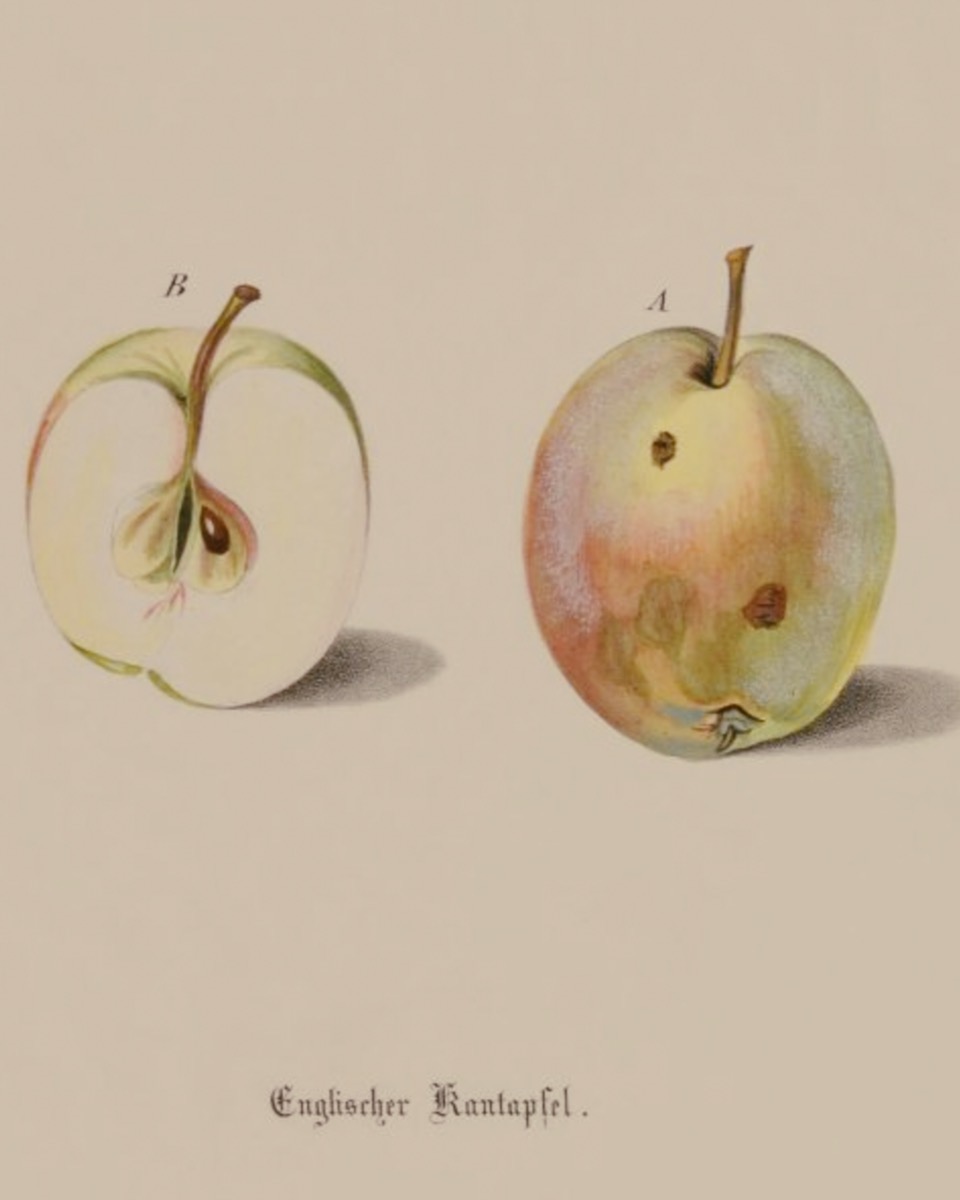 Historische Abbildung eines aufgeschnittenen und eines gelblich-rötlichen Apfels; BUND Lemgo