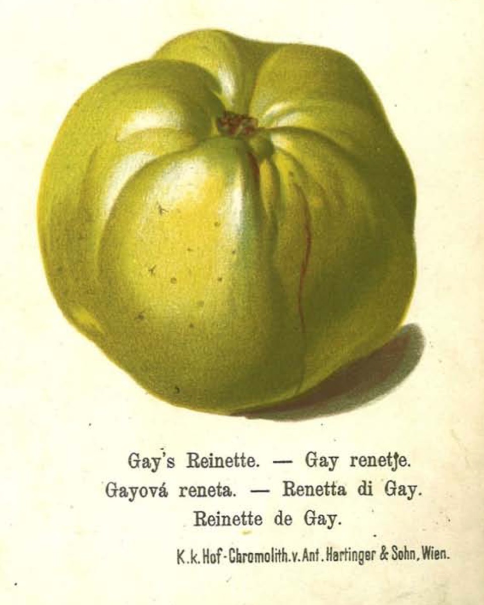 Historische Abbildung eines grünen Apfels; BUND Lemgo