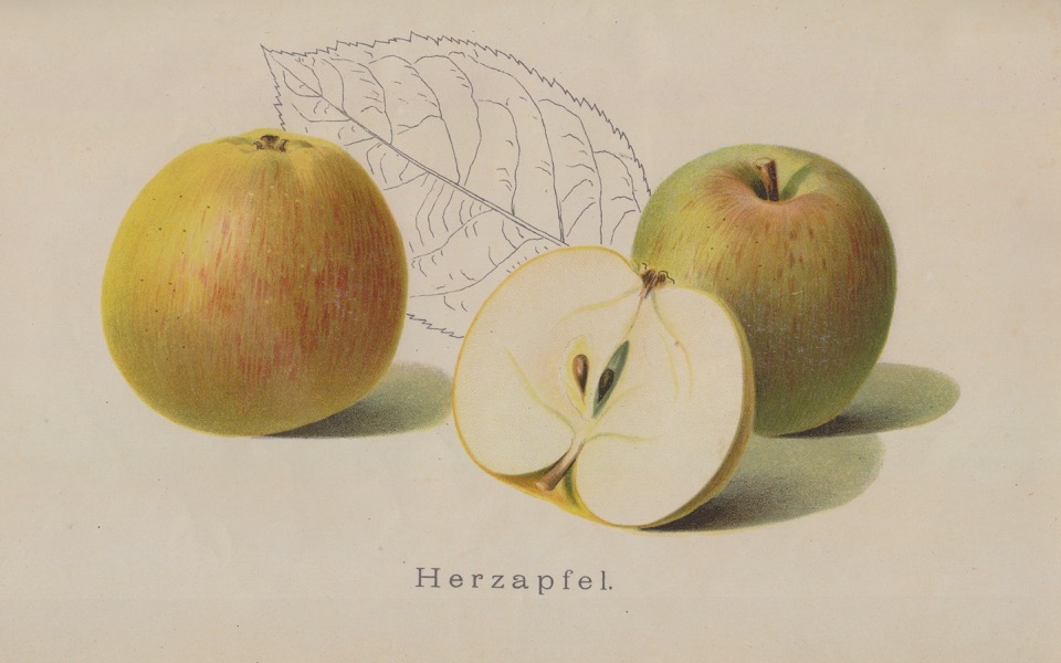 Historische Abbildung zweier grüner Äpfel mit roten Streifen und eines aufgeschnittenen Apfels; BUND Lemgo