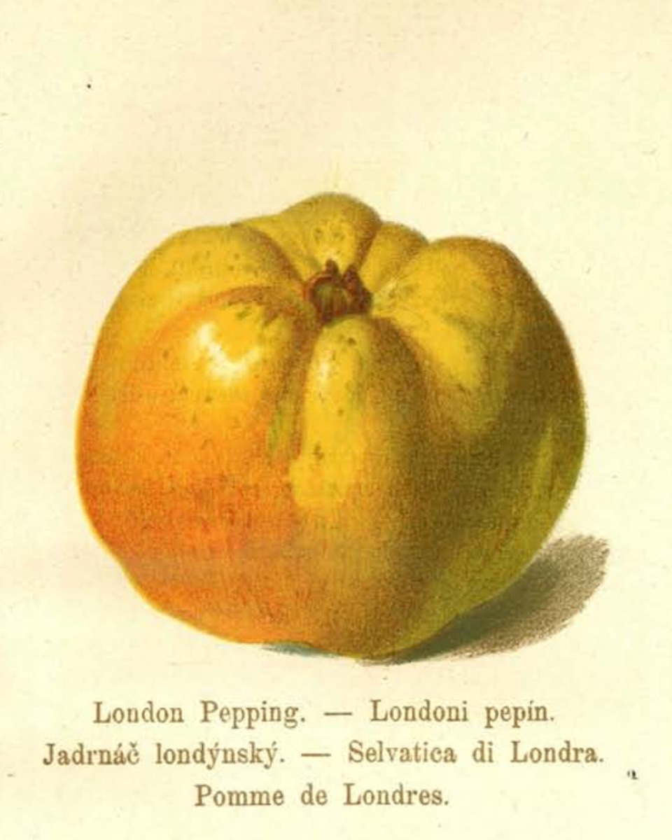 Historische Abbildung eines gelblich-rötlichen Apfels; BUND Lemgo