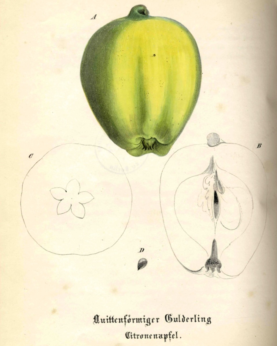 Historische Abbildung eines gelblich-grünenen und eines aufgeschnittenen Apfels; BUND Lemgo