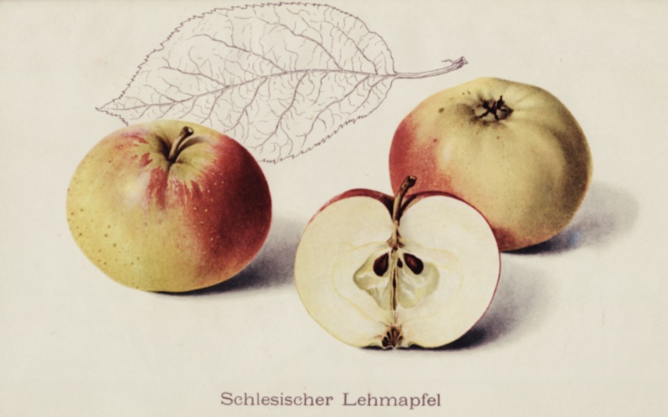 Historische Abbildung zweier gelblich-roter und eines aufgeschnittenen Apfels sowie eines Blattes; BUND Lemgo