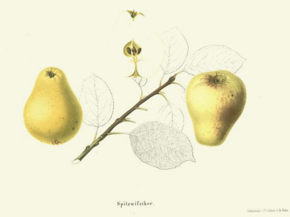 Historische Abbildung zweier gelblicher birnenförmiger Äpfel und eines Zweiges mit Blättern; BUND Lemgo