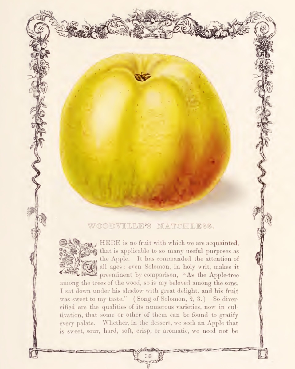 Historische Abbildung einer Buchseite mit Text, Ornament-Rahmen und einem gelben Apfels mit einer kleinen roten Färbung; Biodiversity Heritage Library