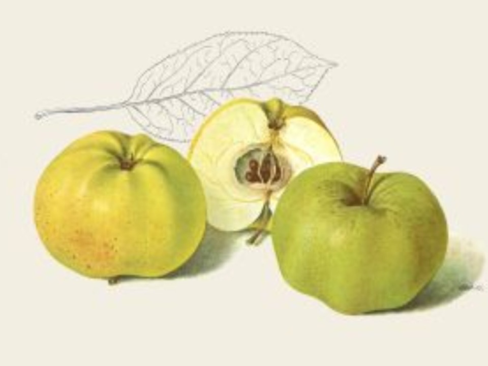 Historische Abbildung zweier gelblich-grüner Äpfel und eines aufgeschnittenen Apfels; BUND Lemgo