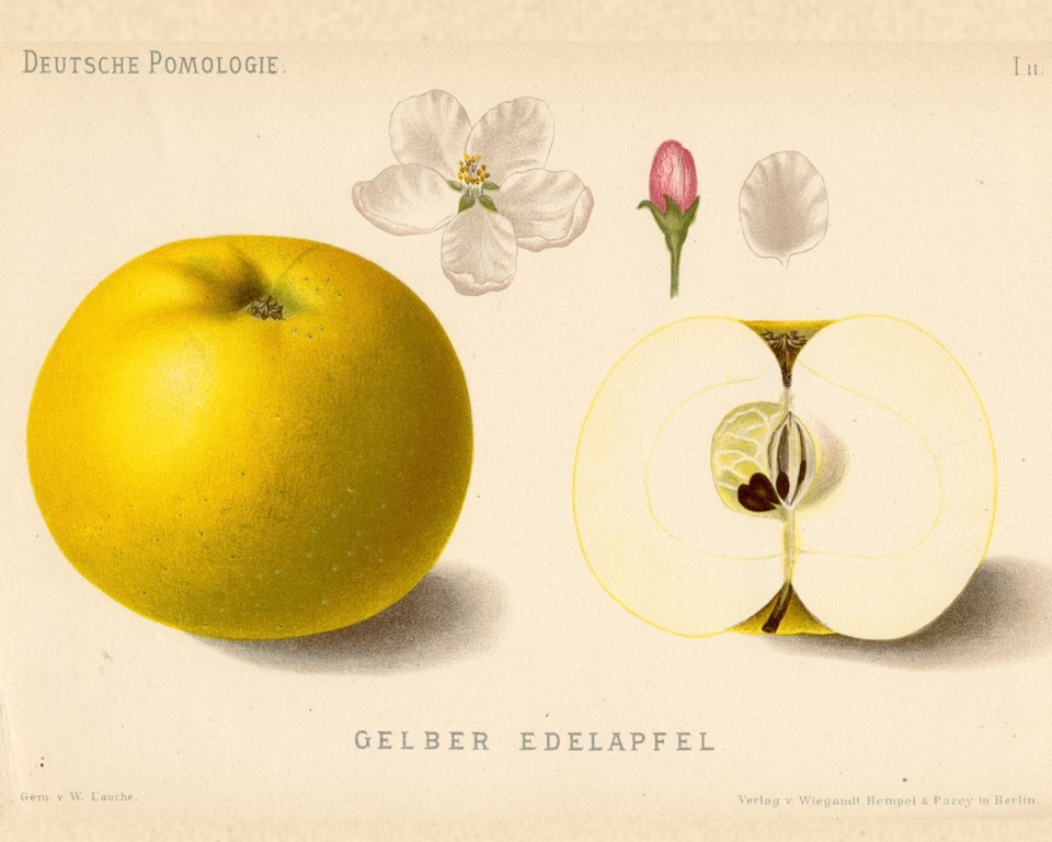 Historische Abbildung eines gelben und eines aufgeschnittenen Apfels sowie der Blütenteile; BUND Lemgo