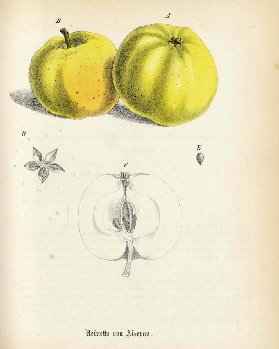 Historische Abbildung zweier  gelblich-grüner und eines aufgeschnittenen Apfels; Dt. Gartenbaubibliothek e.V.