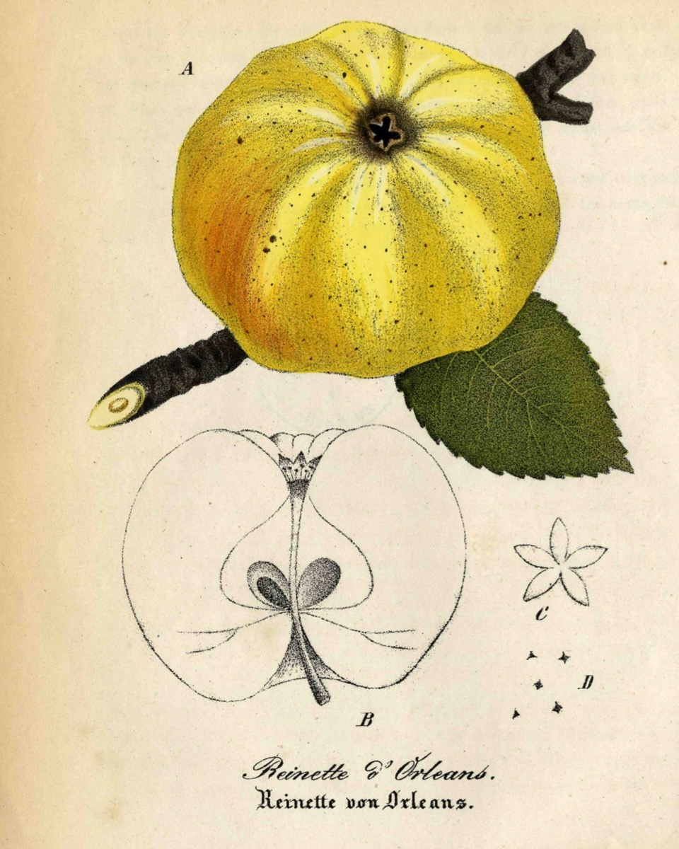 Historische Abbildung eines gelben Apfels am Zwig mit Blatt und eines aufgeschnittenen Apfels; BUND Lemgo
