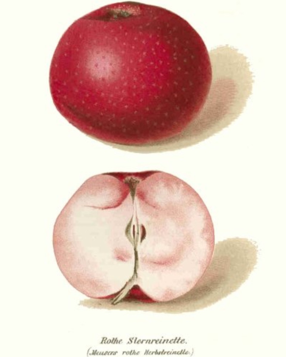 Historische Abbildung eines kräftig-roten und eines aufgeschnittenen Apfels; BUND Lemgo