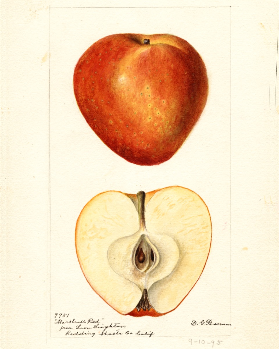 Historische Abbildung eines roten Apfels mit einem gelben Streifen und eines aufgeschnittenen Apfels; USDA