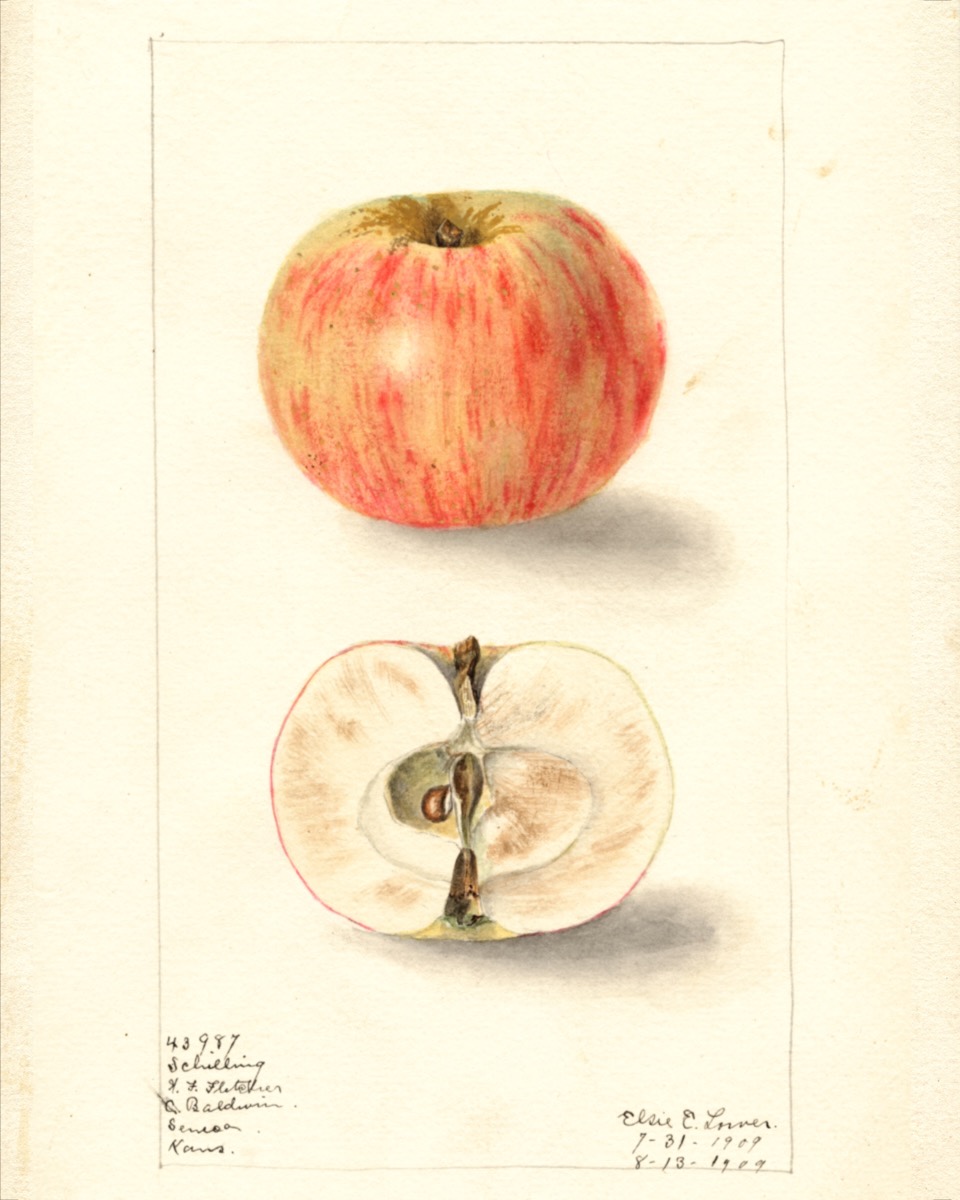 Historische Abbildung eines gelb-rötlich gestreiften und eines aufgeschnittenen Apfels; USDA